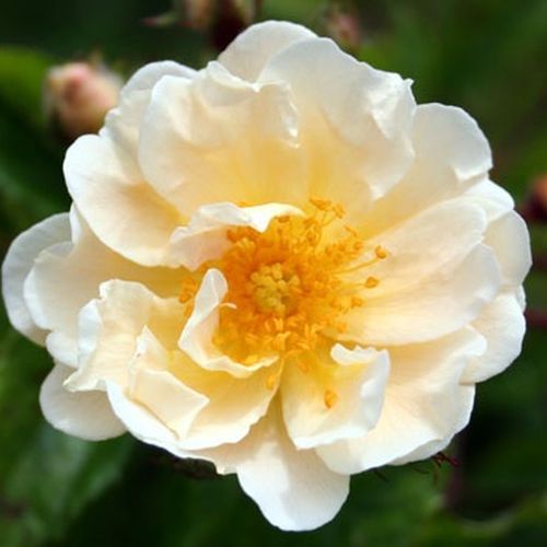 Vendita, rose rose antiche - bianco - Rosa Goldfinch - rosa dal profumo discreto - George Paul, Jr. - ,-